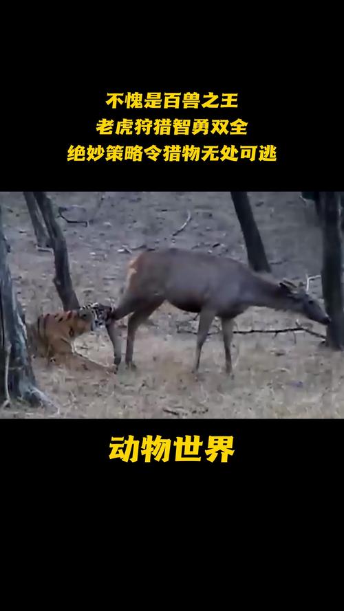 兽王的狩猎老虎难不难？老玩家分享通关秘籍！