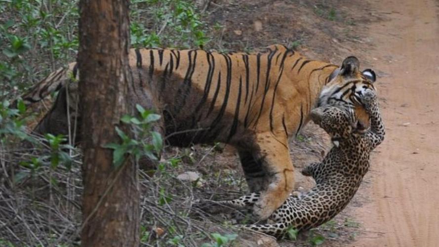 兽王的狩猎老虎难不难？老玩家分享通关秘籍！