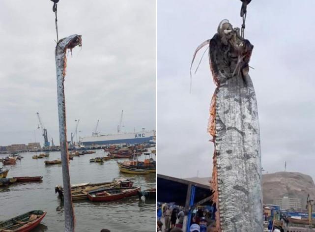 灾难的征兆哪里多,四川地震前大量蝙蝠汇集天空?